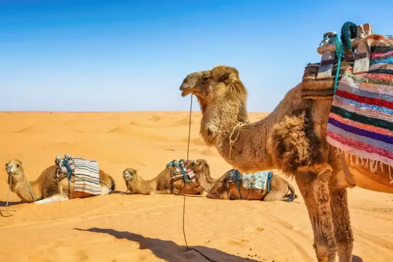 Ultimate Tunisia Travel Package